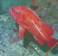 Monterey diving