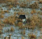 Sandhill Crane