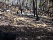 Grass in middle of burned area