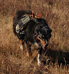 Max the Pack Dog