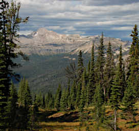 Silvertip
