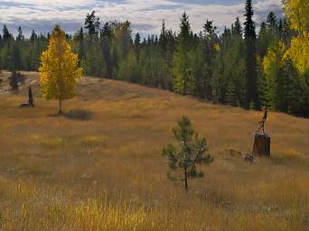 Meadow Sculptures