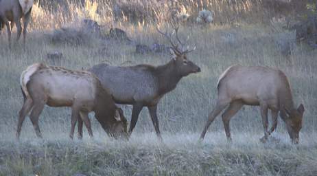 Elk