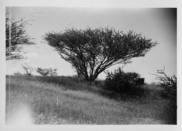 Egypt Thorn Tree Nile Makes Carkada