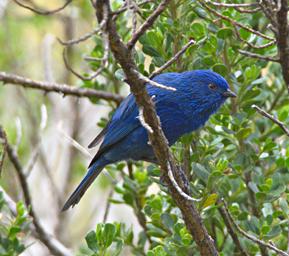Huaraz QLlaca Bird Tit Like Dacnis