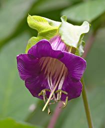 Machu Picchu Flower Xxx Purple