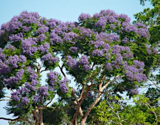 Tambopata Blossom Xxx Purple P9280681