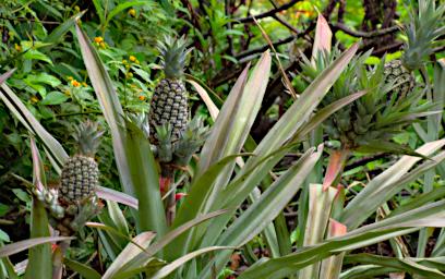 Tambopata Pineapple PA021434