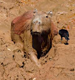 Tambopata Capybara PA031657