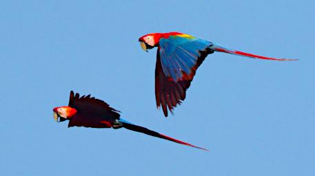 Scarlet Macaw