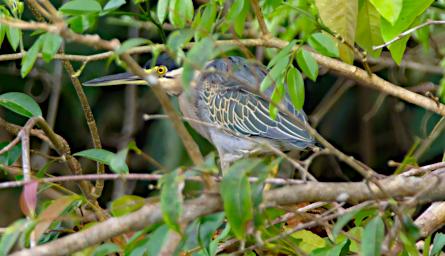 Tambopata LCocochoca Bird Xxx Black Crowned Night Heron