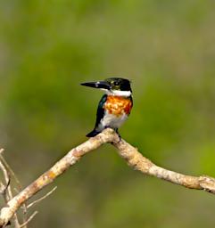 Tambopata LCocochoca Bird Amazon Kingfisher