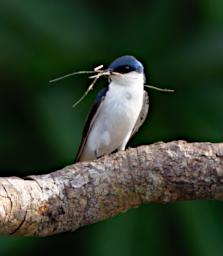 Tambopata LCocochoca Bird White Winged Swallow