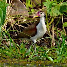 Tambopata LCocochoca Bird Wattled Jacana