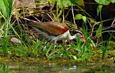 Tambopata LCocochoca Bird Wattled Jacana