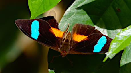 Tambopata LCocochoca Butterfly Xxx