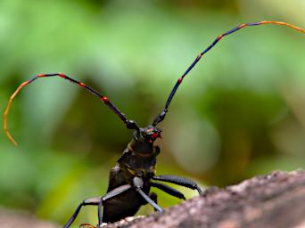 Tambopata LCocochoca Bug Big Antenna