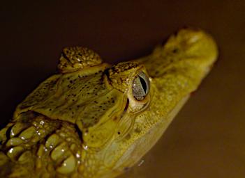 Tambopata LCocochoca White Caiman
