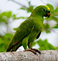 Tambopata LXxx Bird Yellow Crowned Parrot
