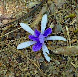 Tambopata LXxx Flower Xxx Blue