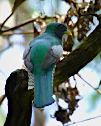 Tambopata LXxx Bird Blue Crowned Trogon