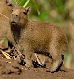 Tambopata LXxx Capybara