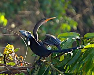 Tambopata LXxx Bird Anhinga