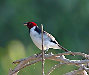 Tambopata LXxx Bird Red Capped Cardinal