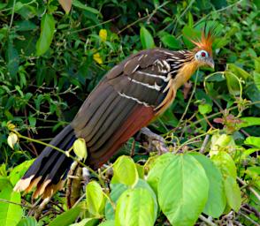 Tambopata LXxx Bird Hoatzin
