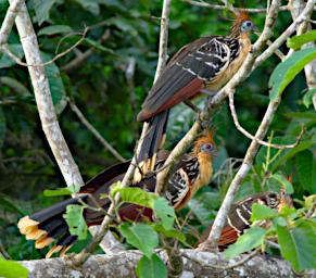 Tambopata LXxx Bird Hoatzin