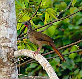 Tambopata LXxx Bird Speckled Chachalaca