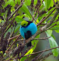 Tambopata Bird Paradise Tanager