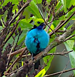 Tambopata Bird Paradise Tanager