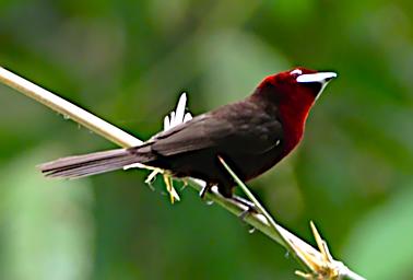 Tambopata Bird Silver Beaked Tanager F