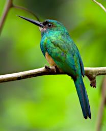 Tambopata Bird Xxx Hummingbird