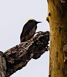 Tambopata Bird Yellow Tufted Woodpecker