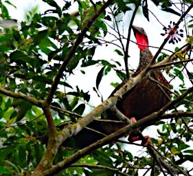 Tambopata Bird Speckled Chachalaca