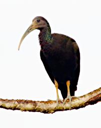 Tambopata Bird Green Ibis