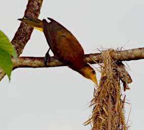 Tambopata Bird Russet Backed Oropendola