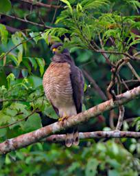 Tambopata Bird Roadside Hawk