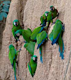 Tambopata Lick Bird Chestnut Fronted Macaw