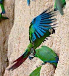 Tambopata Lick Bird Chestnut Fronted Macaw