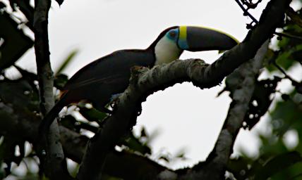 Tambopata Bird White Throated Toucan