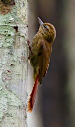 Tambopata Bird Xxx Woodcreeper