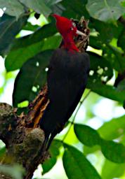 Tambopata Bird Red Necked Woodpecker