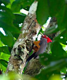 Tambopata Bird Red Necked Woodpecker