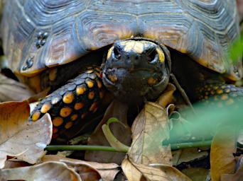 Tambopata Yellow Footed Ground Tortoise