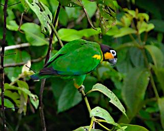Tambopata Bird Orange Cheeked Parrot