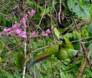 Tambopata Bird Chestnut Fronted Macaw
