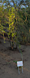 Beza-Mahafaly Plant Xerosicyos Danguyi
